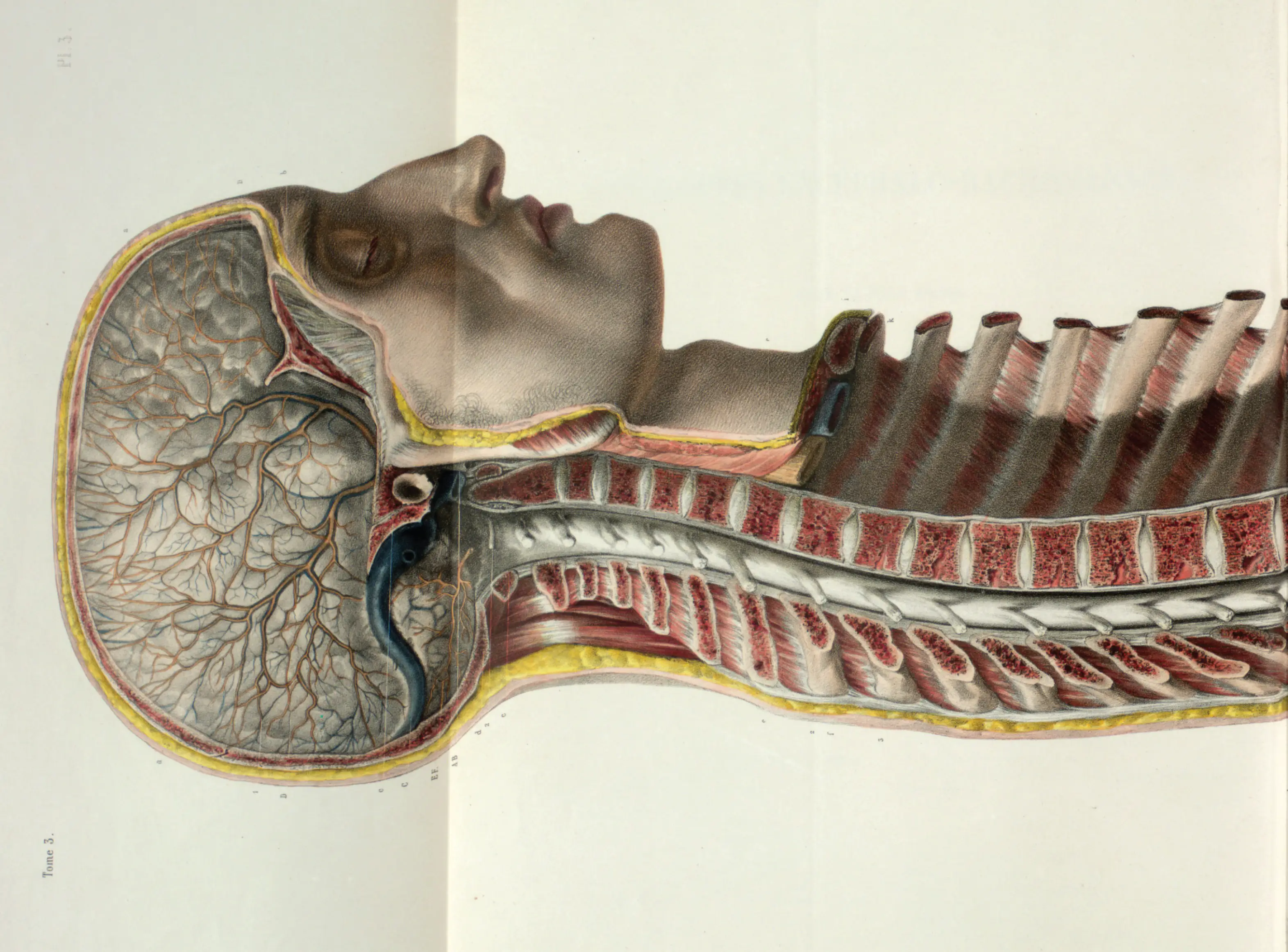 Color anatomical illustration from Jean-Baptiste Marc Bourgery and Nicolas Henri Jacob’s Traité complet de l’anatomie de l’homme, showing a side view cross section of a human head, neck, and upper torso. The skull is opened to reveal the brain’s surface, blood vessels, and surrounding tissues, while the neck and spine expose vertebrae, muscles, fat, airway structures, and internal passages. The figure’s face is rendered in profile with painterly shading, contrasting with the precise, layered anatomical detail of the dissected interior.